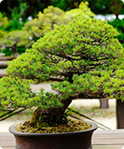 五葉松の盆栽の画像
