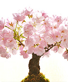 桜の盆栽の画像